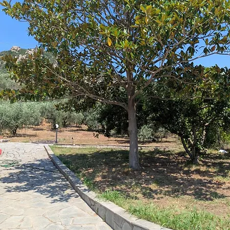 Anastasia - Private In An Olive Grove Nea Iraklitsa